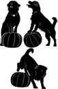 Dog and ball. dogs vector drawing on white background