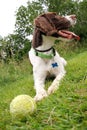 Dog with the ball