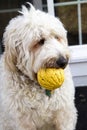 Dog with Ball in Mouth