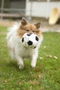 Dog with a ball