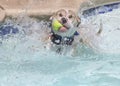 Dog with a ball in the pool Royalty Free Stock Photo