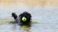 Dog Ball Water Royalty Free Stock Photo