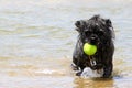 Dog Ball Water Royalty Free Stock Photo