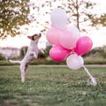 Dog and balloons Royalty Free Stock Photo