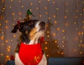 Dog with bandana and lots of lights with christmas tree