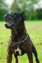This dog is Bandog. Royalty Free Stock Photo