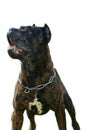This dog is Bandog. Royalty Free Stock Photo