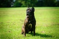 This dog is Bandog. Royalty Free Stock Photo