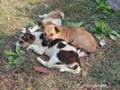 Dog of Bangladesh cute sleeping grass