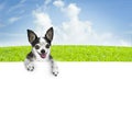 Dog banner Royalty Free Stock Photo