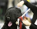 Dog at a barbershop