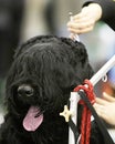 Dog at a barbershop