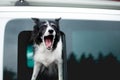 Dog Barking from Car Window. Old Black and White Border Collie Looking out of Window Royalty Free Stock Photo