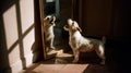 Dog barking at its reflection in sunlight. Royalty Free Stock Photo