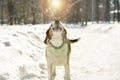 Dog barking in the snow under the sun Royalty Free Stock Photo