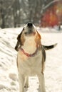 Dog barking in the snow under the sun Royalty Free Stock Photo