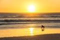 Dog barking at sunset on beautiful beach in Cape Town