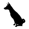 Dog Basenji breed. Silhouette