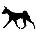 Dog Basenji breed. Silhouette Royalty Free Stock Photo