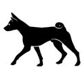 Dog Basenji breed. Silhouette