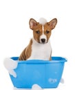 The dog in the basin Royalty Free Stock Photo