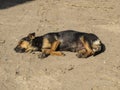 The dog bask in the sun Royalty Free Stock Photo