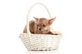 Dog in basket isolated on white background