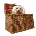 Dog in basket