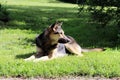 Dog is basking in the sun while lying on the grass in the park.