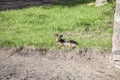 Dog basking in the sun, politely lying on the grass