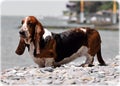 Dog Basset hound on the beach Royalty Free Stock Photo