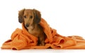 Dog bath Royalty Free Stock Photo