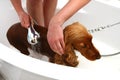 Dog in the bath Royalty Free Stock Photo