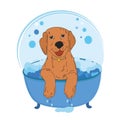 Dog bath color vector illustration