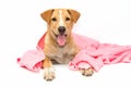 dog after the bath with a pink towel isolated Royalty Free Stock Photo