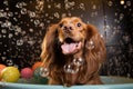 dog bath time with bubbles and shampoo Royalty Free Stock Photo