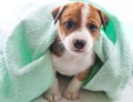 Dog bath towel Royalty Free Stock Photo