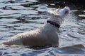 The dog swims in the lake in the summer among the splashes of water. Royalty Free Stock Photo