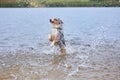 Dog bathes in the river Royalty Free Stock Photo