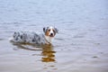 Dog bathes in the river Royalty Free Stock Photo