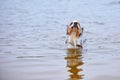 Dog bathes in the river Royalty Free Stock Photo