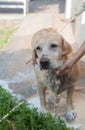 Dog bathing in the hot day Royalty Free Stock Photo