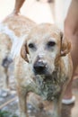 Dog bathing in the hot day Royalty Free Stock Photo