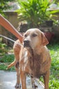 Dog bathing in the hot day Royalty Free Stock Photo