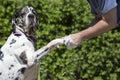 Dog Bathing