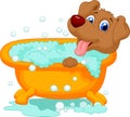 Dog bathing time Royalty Free Stock Photo