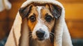 dog in bathrobe and towel on head, funny pet after bath