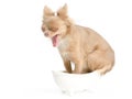 Dog in bathtub yawning Royalty Free Stock Photo