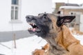 dog baying in the backyard, protecting his home