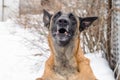 dog baying in the backyard, protecting his home Royalty Free Stock Photo